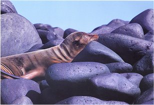 thumbnail of your picture 6